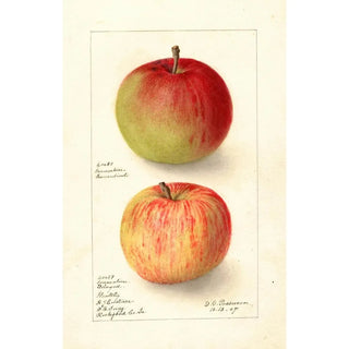 Deborah Griscom Passmore - Malus domestica Wealthy.webp