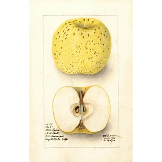 Deborah Griscom Passmore - Malus domestica White Pippin.webp