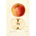 Reproduktion des Gemäldes Malus domestica Wine - Deborah Griscom Passmore