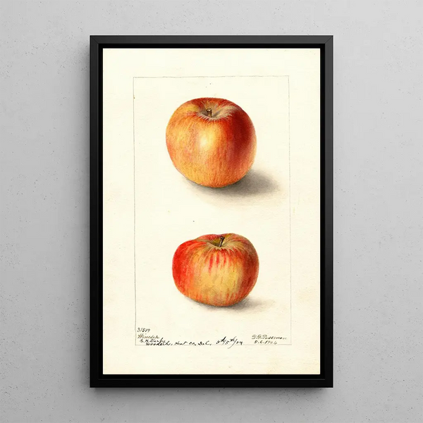 Malus domestica Winesap - Deborah Griscom Passmore — gerahmtes Bild an der Wand