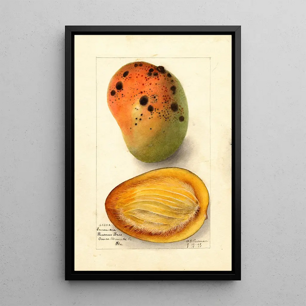 Reproduktion des Gemäldes Mangifera indica Ennuria - Deborah Griscom Passmore