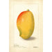 Mangifera indica General Gordon - Deborah Griscom Passmore — Ansicht des Kunstwerks