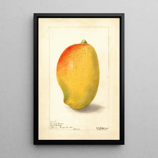 Deborah Griscom Passmore - Mangifera indica General Gordon.webp