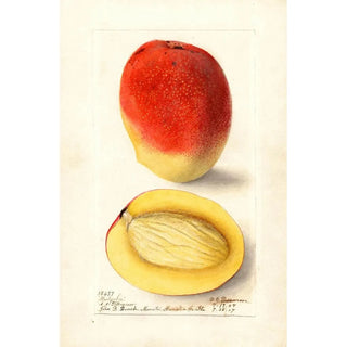 Deborah Griscom Passmore - Mangifera indica Mulgoba.webp