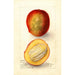 Reproduktion des Gemäldes Mangifera indica Perrine - Deborah Griscom Passmore