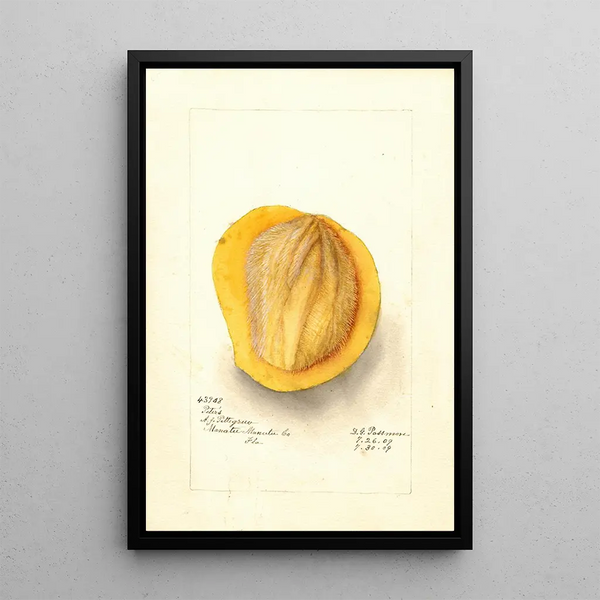 Reproduktion des Gemäldes Mangifera indica Peters - Deborah Griscom Passmore