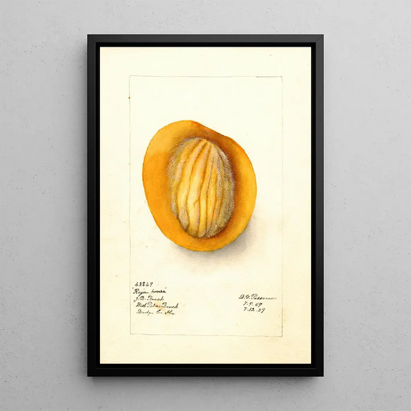 Reproduktion des Gemäldes Mangifera indica Raja Purra - Deborah Griscom Passmore