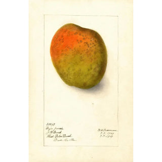 Deborah Griscom Passmore - Mangifera indica Raja Purri.webp