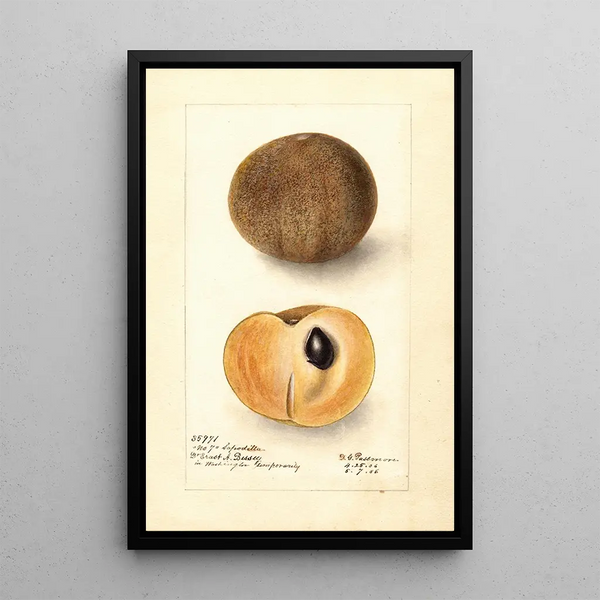 Manilkara zapota No - Deborah Griscom Passmore — gerahmtes Bild an der Wand