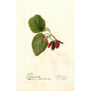 Deborah Griscom Passmore - Morus Travis.webp