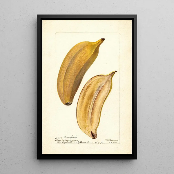 Reproduktion des Gemäldes Musa Paradise - Deborah Griscom Passmore