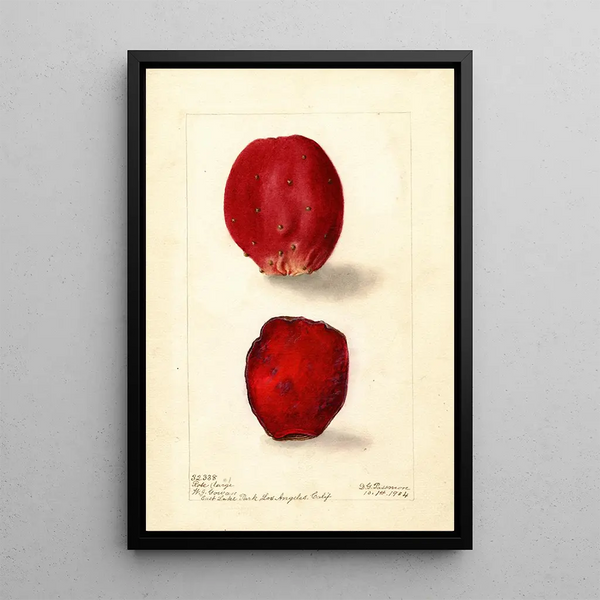 Reproduktion des Gemäldes Opuntia Rose Figue de Barbarie - Deborah Griscom Passmore