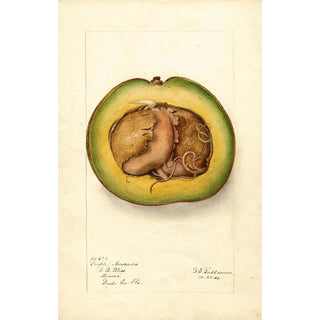 Deborah Griscom Passmore - Persea Trapp.webp