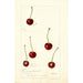 Prunus avium - Deborah Griscom Passmore — Ansicht des Kunstwerks