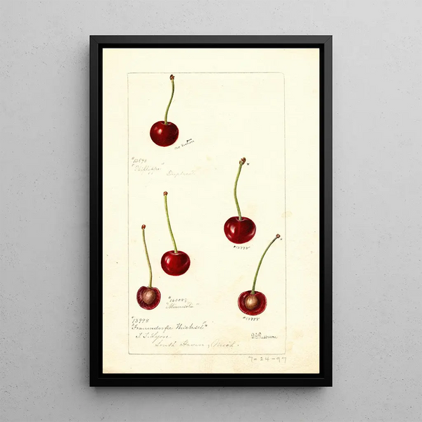 Prunus avium - Deborah Griscom Passmore — gerahmtes Bild an der Wand