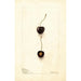 Prunus avium Early Purple - Deborah Griscom Passmore — Ansicht des Kunstwerks