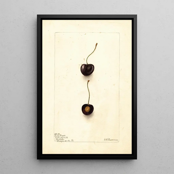 Prunus avium Early Purple - Deborah Griscom Passmore — gerahmtes Bild an der Wand