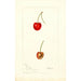 Reproduktion des Gemäldes Prunus avium Geer - Deborah Griscom Passmore