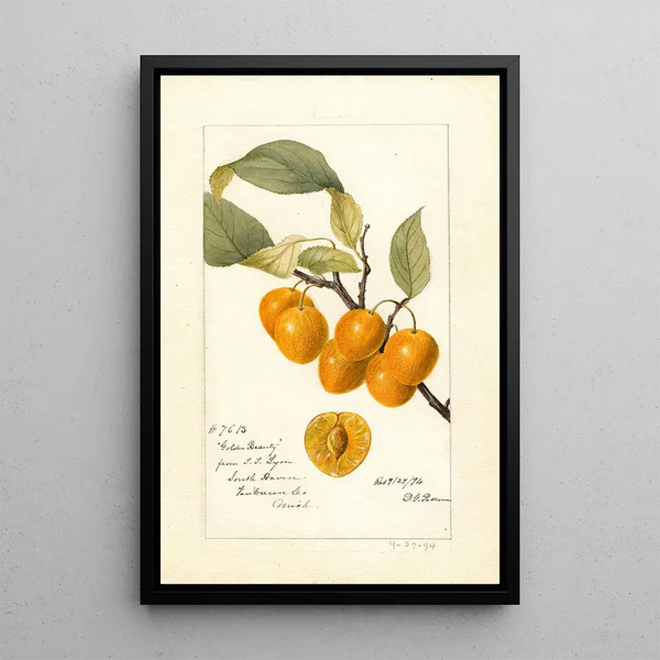 Reproduktion des Gemäldes Prunus avium Golden Beauty - Deborah Griscom Passmore