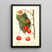 Prunus avium Rupp - Deborah Griscom Passmore — gerahmtes Bild an der Wand