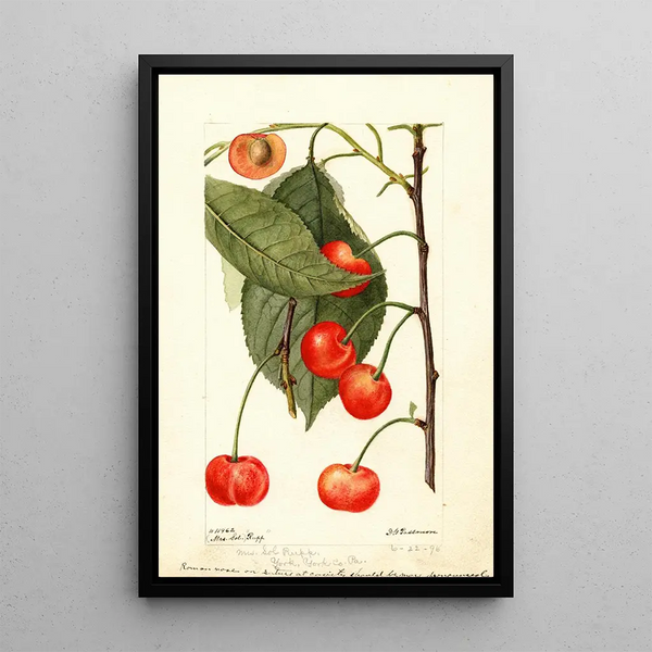 Prunus avium Rupp - Deborah Griscom Passmore — gerahmtes Bild an der Wand