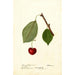Reproduktion des Gemäldes Prunus avium Schmidt Bigarreau - Deborah Griscom Passmore