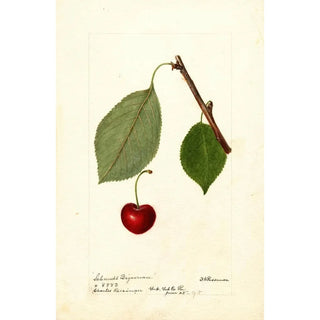 Deborah Griscom Passmore - Prunus avium Schmidt Bigarreau.webp