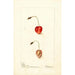 Prunus avium Shelton - Deborah Griscom Passmore — Ansicht des Kunstwerks