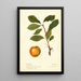 Reproduktion des Gemäldes Prunus domestica - Deborah Griscom Passmore