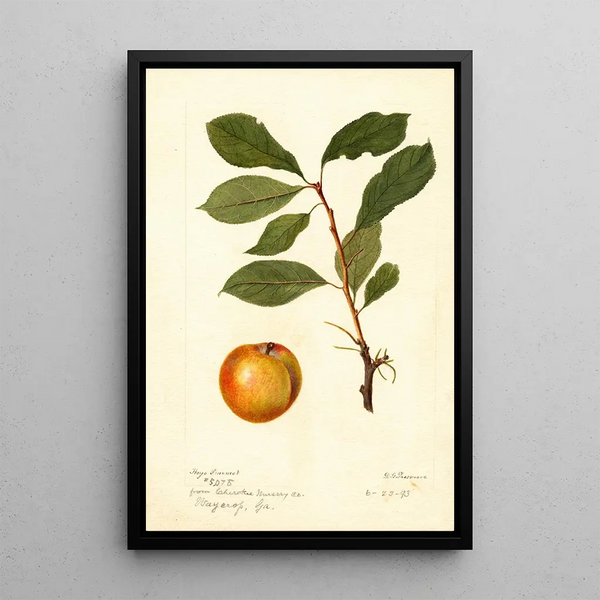 Reproduktion des Gemäldes Prunus domestica - Deborah Griscom Passmore