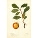 Reproduktion des Gemäldes Prunus domestica - Deborah Griscom Passmore