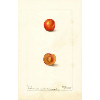 Deborah Griscom Passmore - Prunus domestica Eagle.webp