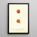 Prunus domestica Eagle - Deborah Griscom Passmore — gerahmtes Bild an der Wand