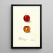 Reproduktion des Gemäldes Prunus domestica Forewattamie - Deborah Griscom Passmore