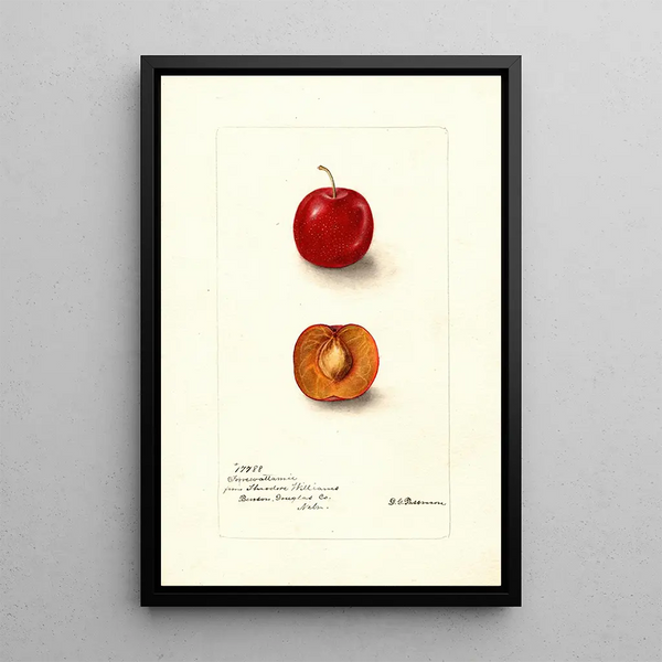 Reproduktion des Gemäldes Prunus domestica Forewattamie - Deborah Griscom Passmore