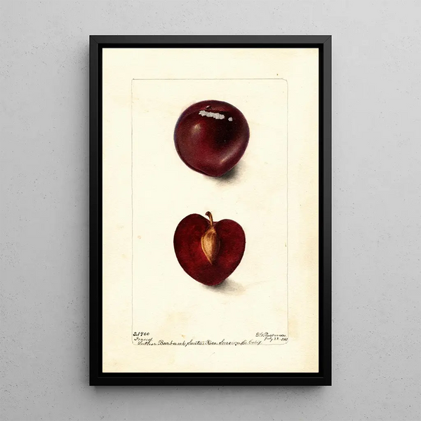 Reproduktion des Gemäldes Prunus domestica Fraud - Deborah Griscom Passmore