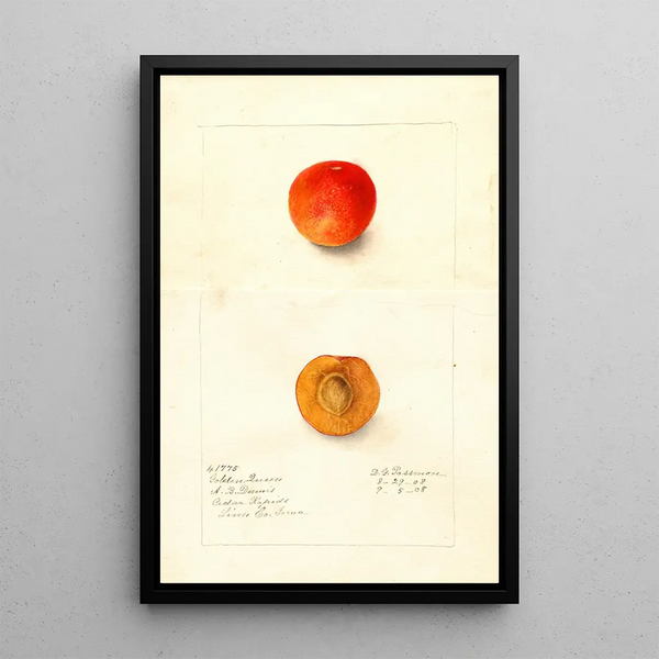 Reproduktion des Gemäldes Prunus domestica Golden Queen - Deborah Griscom Passmore