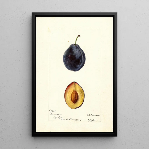 Prunus domestica Grand Duke - Deborah Griscom Passmore — gerahmtes Bild an der Wand