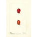 Prunus domestica Heaton - Deborah Griscom Passmore — Ansicht des Kunstwerks