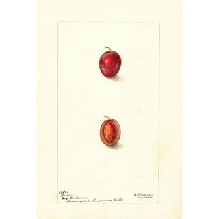 Deborah Griscom Passmore - Prunus domestica Heaton.webp