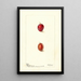 Prunus domestica Heaton - Deborah Griscom Passmore — gerahmtes Bild an der Wand