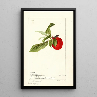 Deborah Griscom Passmore - Prunus domestica Lannix.webp