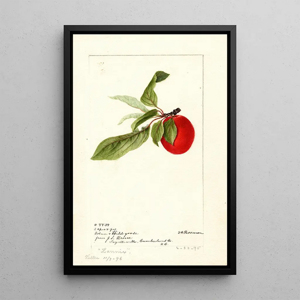 Prunus domestica Lannix - Deborah Griscom Passmore — gerahmtes Bild an der Wand