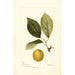 Prunus domestica Madison - Deborah Griscom Passmore — Ansicht des Kunstwerks