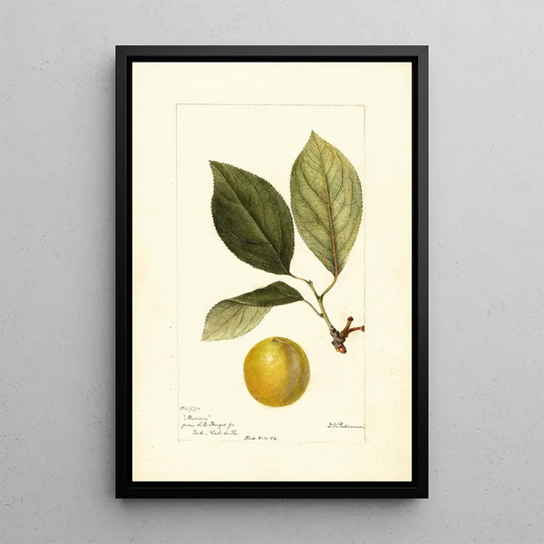 Prunus domestica Madison - Deborah Griscom Passmore — gerahmtes Bild an der Wand
