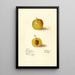 Prunus domestica McLaughlin - Deborah Griscom Passmore — gerahmtes Bild an der Wand