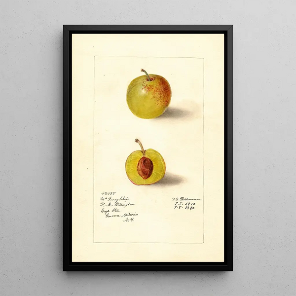Prunus domestica McLaughlin - Deborah Griscom Passmore — gerahmtes Bild an der Wand