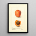 Reproduktion des Gemäldes Prunus domestica Montgamet - Deborah Griscom Passmore