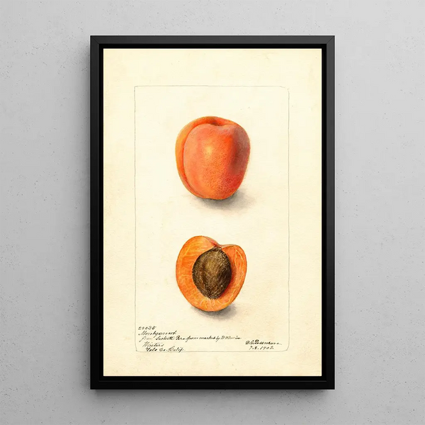 Reproduktion des Gemäldes Prunus domestica Montgamet - Deborah Griscom Passmore