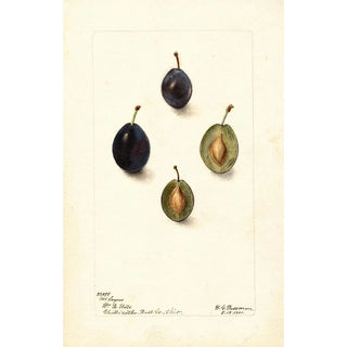 Deborah Griscom Passmore - Prunus domestica Mt.webp